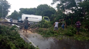 pohon tumbang di jalan