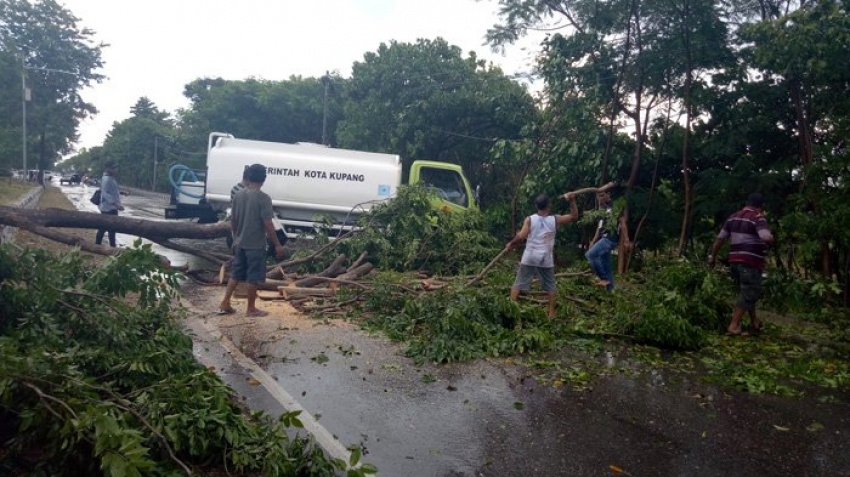 pohon tumbang di jalan